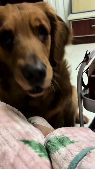 大馋狗智斗铲屎官之-----说人话
继1.6号大馋狗突然叫妈妈之后,经过铲屎官的软磨硬泡,狗子又发声啦!#宠物成精啦 #金毛 #狗子说话 🤓