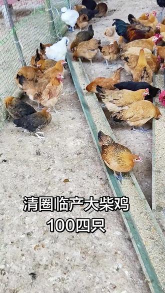 原来40米,清圈100四只#优质活鸡 #纯正散养鸡 #绿皮蛋鸡 #感谢抖音感谢抖音平台