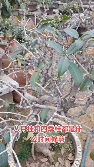 #上热门 八月桂和四季桂的修剪时间