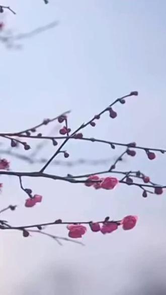 枝头初绽胭脂色,
风起轻摇似诉情。
你若驻足凝望处,
暗香已寄一程程 🌸
#七言小诗 #春日心动