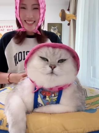 芬儿也开始带头巾了,和芬妈亲子装也太可爱了吧 #猫咪 @芬儿头是猫不是猪🐷