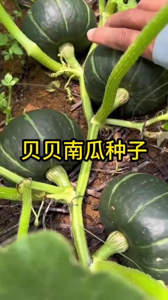 板栗南瓜甜糯正宗绿贝贝南瓜种子高产抗病早熟四季播种庭院蔬菜种#贝贝南瓜种子 #优质农产品 #三农