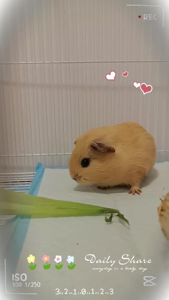 #萌宠养成记 欢迎新成员 点点#豚鼠🐹