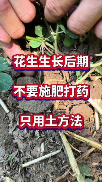 花生生长后期,不要乱施肥打药 #花生种植 #花生管理 #花生增产