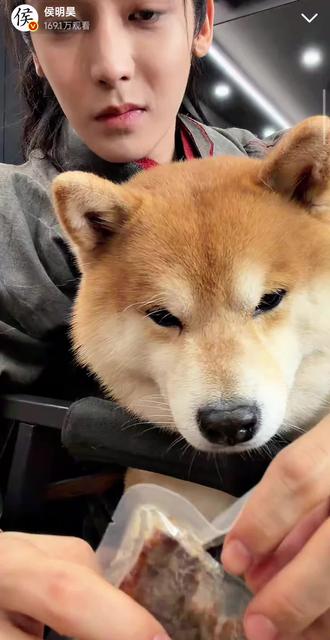 侯姓助理投喂大明星monkey#侯明昊 #你可能买到真的柴犬了