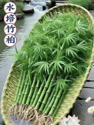 🌿把森林氧吧搬进家!给生活加点清新绿意,水培竹柏懒人小白也能轻松养爆盆。,一瓶清水,竹柏就能自在生长。它不挑环境、不惧新手,无论是摆在办公桌、窗台还是茶几,有水即活,它修长的叶片如翠玉般温润,四季常青的姿态自带高级滤镜。无需过多装饰,它就是那一抹灵动的焦点。#水培竹柏 #四季常青#懒人绿植 #家居绿植装饰#净化空气.