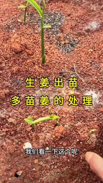 今年生姜种植技术管理产量价格多苗姜的原因处理#抖音助农 #种植小技巧 #生姜种植