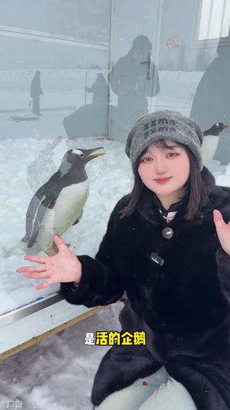 昌吉冰雪大世界12.31号就开业啦,可以看到企鹅啦🐧#昌吉冰雪大世界 #企鹅来啦