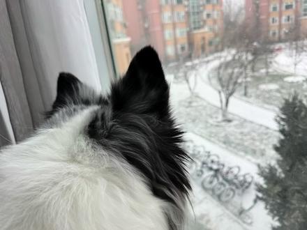 下雪的周末#陨石边牧 #狗狗玩雪 #边牧 #边牧日常 #毛孩子的日常