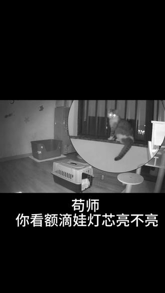 苟师,你看额滴娃灯芯亮不亮 #电视剧主角 #主角苟师 #主角#张艺谋真的太稳了 #宠物成精啦 #猫咪搞笑视频