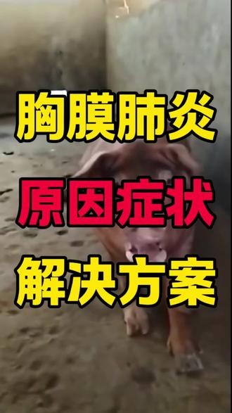 胸膜肺炎原因症状包括解决方案#猪病防控#三农养猪