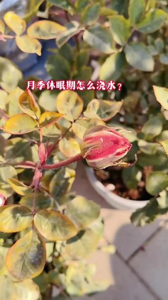冬天盆栽月季休眠后怎么浇水?盆土结冰起什么作用?#月季 #月季养护 #月季休眠 #月季浇水 #养花人