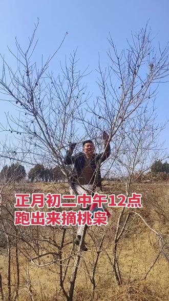 桃枭正月采摘,挂枝头不落地的#桃枭 #桃枭有什么作用 #一桃压百木一核震乾坤