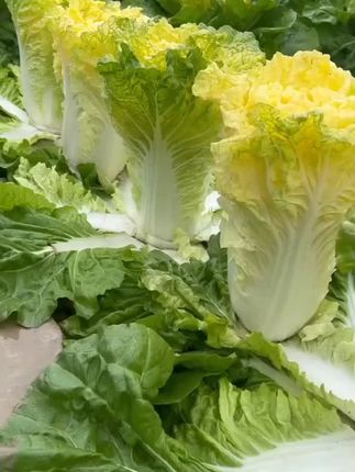 #上热门 【鸡蛋黄白菜种子】黄心大白菜种子早熟高产家庭盆栽地栽#农业种植技术 #纯天然绿色食品 #花卉绿植专用有机肥 #初夏的味道你感受到了吗