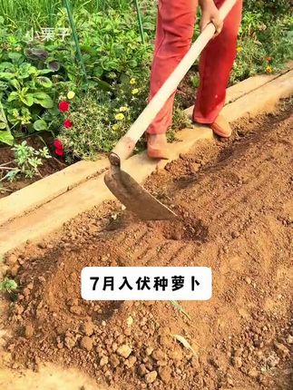 马上就要入伏啦,家里有阳台小院的,这个#凤梨水果萝卜 你也种几颗吧#家庭种植#三农 1