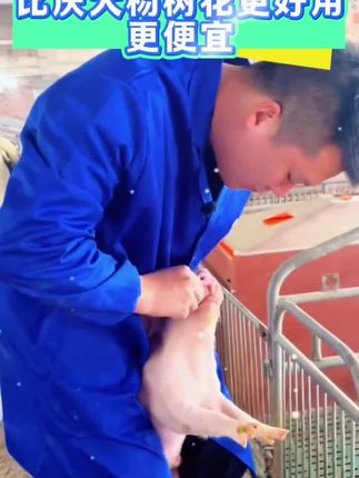 85元给你发五盒,一盒是20支,一支五毫升,没有用过同行,一定要试一试,只要你是自繁自养,都能用上它#自繁自养 #自繁自养母猪 #养猪人不容易 #养猪人 #养猪人加油干