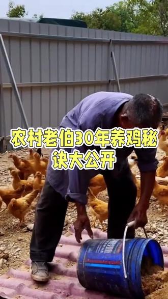 农村老头养鸡30年#三农 #助农 #养鸡小妙招 #农村散养土鸡 #科普