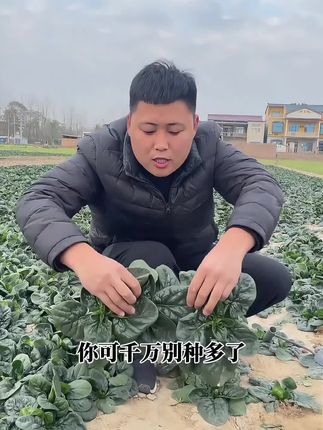 太便宜啦~运费的价到手一箱新鲜河南矮秆趴地菠菜,都是现摘现发,甜丝丝口感糯糯的不苦不涩口#新鲜采摘#趴地菠菜#开头是年夜饭的第八道菜#年夜饭的饭桌上不能总是大鱼大肉 #源头好货