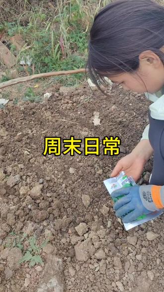 #重生之我在地里干农活 #我的农村生活
周末日常:心疼受伤的小鹅,惊讶开花的甜椒,不知道能不能结出甜椒!