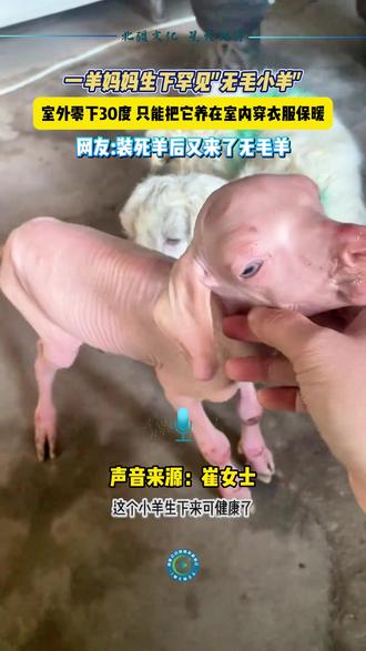 #新疆 一羊妈妈生下一只奇特的“无毛小羊”#宠物科普 #草原 #牧民生活 #蒙冬之约