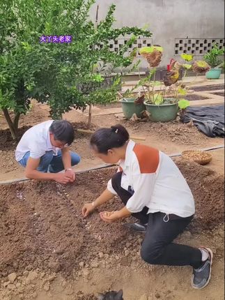 #稻壳#土壤板结的改良方法 用它配土可以提高土壤的排水透气性,种菜养花不容易烂根,它在分解的过程中释放相对较高的有机质,从而增加土壤的有机质含量#家庭种植 #土壤板结 #发酵腐熟稻壳