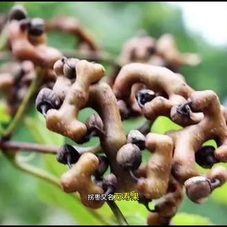 #拐枣#药食同源#实体店#养生