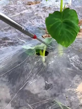 不锈钢地膜伸缩钩破地膜双钩可拉伸钩蒜苗神器菜苗农膜放风钩轻便#地膜放风钩 #农用好工具#生活好帮手#实用好物