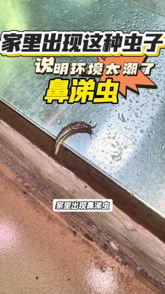 家里出现鼻涕虫,说明环境太潮了!这可不是小事,它直接说明家中环境过于潮湿,湿气超标,而这种潮湿环境和鼻涕虫本身,都会给家人健康带来不小隐患,千万别不当回事!鼻涕虫常年生活在阴暗潮湿处,身上携带大量细菌、霉菌和寄生虫,爬过台面、餐具、食材后,会留下黏腻的白色粘液,不仅清理起来极其麻烦,皮肤直接接触鼻涕虫或其粘液,还可能出现瘙痒红肿,想要彻底赶走鼻涕虫,光靠驱赶没用,直接使用这款专用鼻涕虫杀虫剂,对着墙角、下水道边、橱柜缝隙等潮湿处喷洒,从源头杜绝滋生#鼻涕虫 #虫子 #蛞蝓 #虫子滚出地球 #蛞蝓之灾