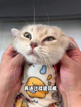 还是分不清耳螨和马拉色的,可以用这个双效合一的滴耳液#萌宠好物 #科学养宠攻略 #养狗经验分享 #新手养猫#新手养狗