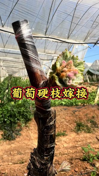 葡萄硬枝嫁接 #葡萄种植技术 #三农 #葡萄硬枝嫁接 葡萄硬枝嫁接通常指休眠期进行的枝接,如劈接,是葡萄繁殖和品种更新的重要技术。嫁接后的管理直接决定了成活率与苗木质量,总结要点即
保湿保温是基础,破膜除萌要及时。
肥水轻勤促生长,解绑防病莫忘记。
夏促成熟冬防寒,精细管理成活高。