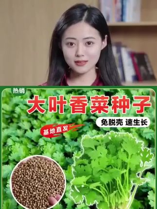种香菜就选它,四季香菜种子!耐抽苔,不生虫,生长周期短,轻松收获满满一盆香菜!#香菜种子
