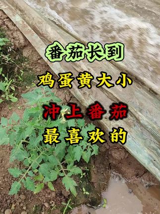 #西红柿膨果#膨果峰#膨果肥#西红柿种植  西红柿坐果后,用上膨果峰 果大不空果提质增产膨果快