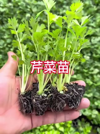 #芹菜苗 9.9元30棵,基地原土原根,现挖现发,棵棵粗壮,根系发达,有山东土芹,四季小香芹,皇后西芹三个品种可以选择#四季小香芹苗 #皇后西芹苗 #西芹苗 #优质种苗