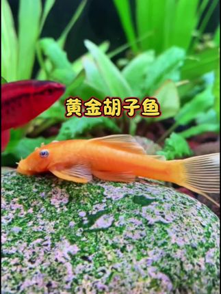 黄金胡子鱼 鱼缸“清洁工”颜值爆表!懒人养鱼首选黄金胡子鱼,金灿灿的鳞片自带高级感,两根小“胡子”萌态十足,游起来优雅又霸气,观赏性直接拉满!,还有就是它堪称“鱼缸劳模”!啃藻、清残渣,连缸壁都给你擦得锃亮,轻松解决水质浑浊难题!皮实好养,对水温、水质要求也低,不用怎么投喂,靠吃残渣就能生长的很好,即便是新手小白也能轻松拿捏! #黄金胡子鱼 #清洁神器 #观赏鱼 #新手养鱼