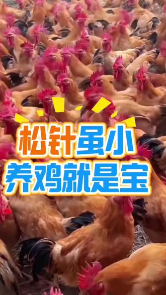 松针虽小养鸡就是宝#养鸡人 #养鸡 #养鸡技术 #养鸡小妙招 #散养鸡