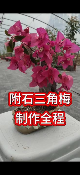 附石三角梅制作全程