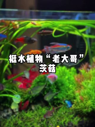 黄金依然自身规律运行 #黄金 #黄金知识 #黄金加工 #美联储议息会议