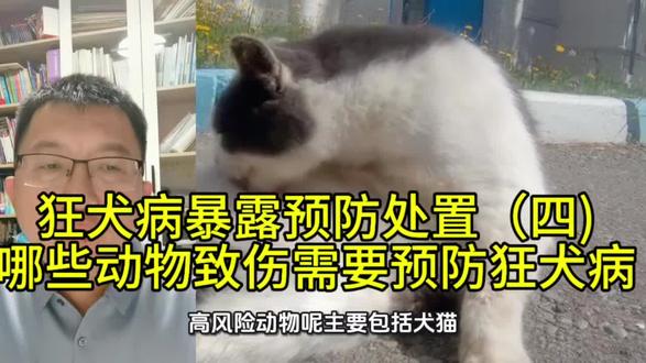 狂犬病暴露预防处置(四)哪些动物咬伤需要打狂犬疫苗#狗咬伤 #猫抓伤 #狂犬病 #狂犬疫苗 #狂犬病免疫球蛋白