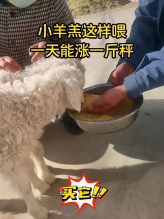 小羊羔这样喂,上膘长势快#育肥羊 #养羊技术 #科学养殖