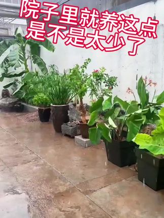 我的盆栽绿植#院子里的风景 #小院时光 #记录我的花花草草 #家庭养花 #大雨大雨一直下