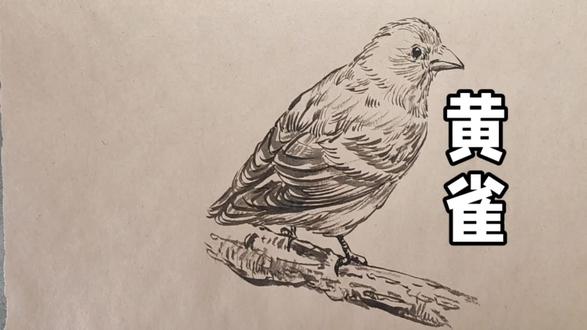 速写线描黄雀的画法#绘画#手绘#线描#画画