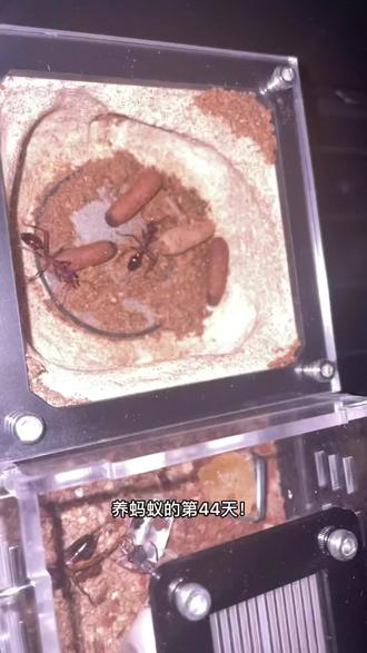 养蚂蚁的第44天!转眼都过了那么久了!今天也总结了一下sp17的各个阶段的数据!希望能给想要入坑的朋友能提供一个参考!😎😎#蚂蚁 #宠物蚂蚁#养蚂蚁 #昆虫 #牛蚁