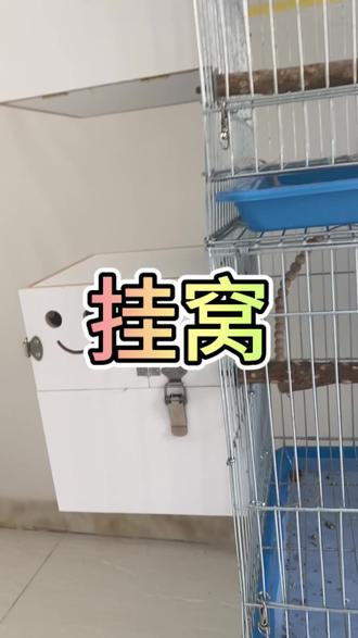 今天先把7个多月大的3对挂窝,看看多久能下蛋#牡丹鹦鹉 #鹦鹉繁殖 #苹果绿澳闪 #鹦鹉挂窝