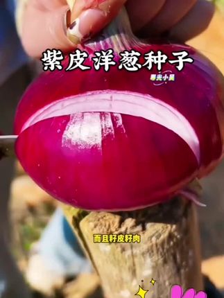 # 每日推荐#紫皮洋葱种子推荐#