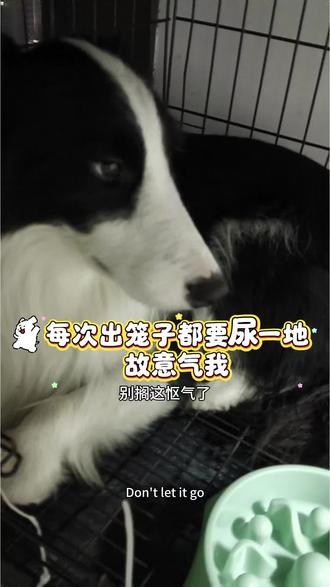 哄狗,哄了十多分钟。。。 #黑白边牧 #狗是狗边牧是边牧