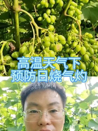 天气炎热,注意降温防暑! 果树管理重点预防日烧气灼造成的伤害!#果树管理