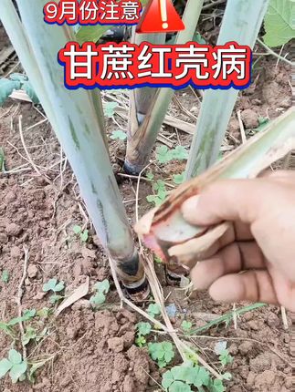甘蔗红壳病要急时打理要不然容易减产,甜度降低 #甘蔗种植 #甘蔗 #甘蔗红壳病 #种植小技巧