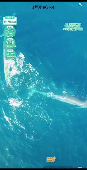 这是小先生给的“鲸”喜,是布氏鲸带来的,走,12-4月份去涠洲岛也来一次“鲸”喜#董宇辉 #董宇辉拥有暖评最多的评论区 #与辉同行广西行 @与辉同行 @DOU+小助手 @DOU+上热门