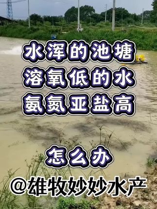 #四大家鱼养殖 #鱼虾蟹养殖 #水产养殖 #花白鲢养殖