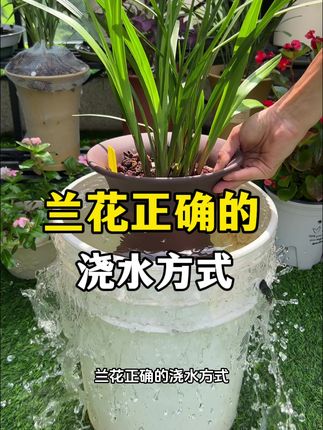 兰花该如何正确的浇水 才能长得壮 爱开花 勤发芽#兰花种植 #养花小知识 #园艺技巧 #爱生活爱养花